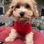 Douglas-male-maltipoo-puppy-for-sale-1 (2)