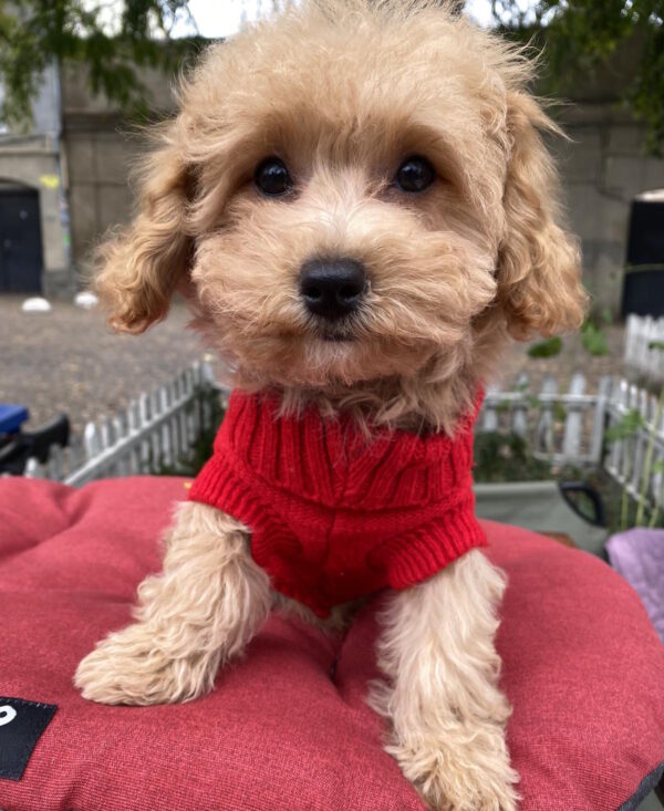 Douglas Maltipoo