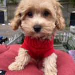 Douglas-male-maltipoo-puppy-for-sale-1 (3)