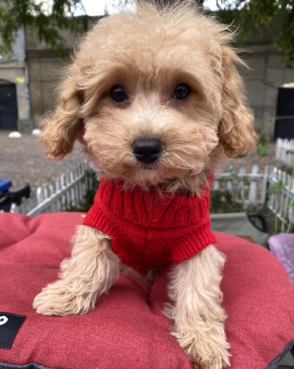 Douglas Maltipoo