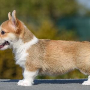 Dune Welsh Corgi