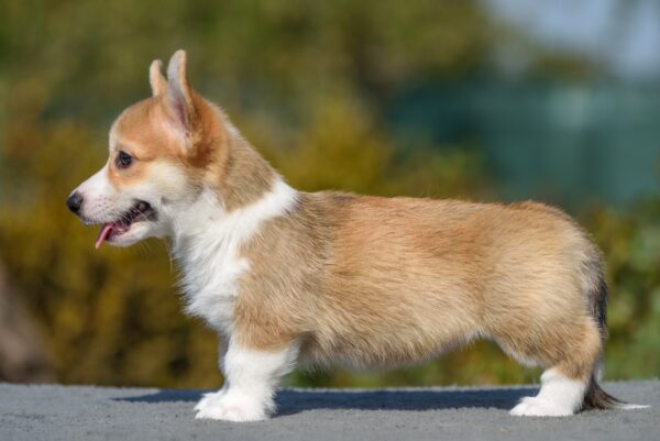 Dune Welsh Corgi