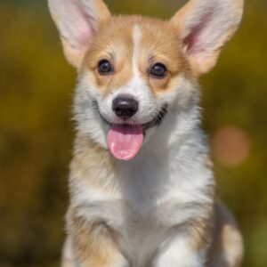 Dune Welsh Corgi