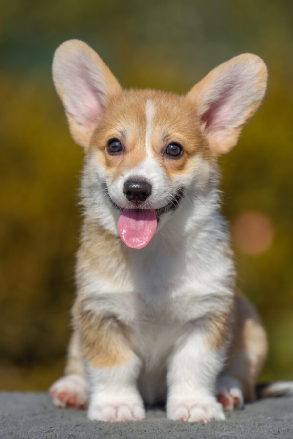 Dune Welsh Corgi