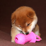 Eito-male-Shiba-puppy-for-sale-1