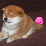 Eito-male-Shiba-puppy-for-sale-2