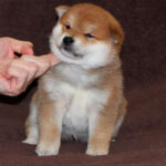 Eito-male-Shiba-puppy-for-sale-3