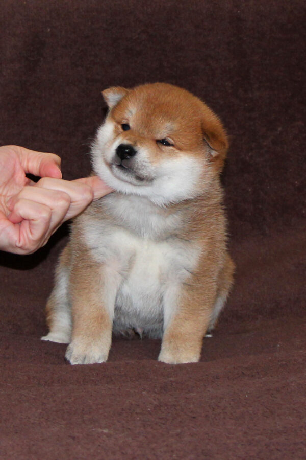 Eito Shiba Inu