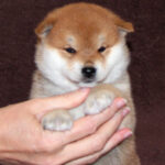 Eito-male-Shiba-puppy-for-sale-5