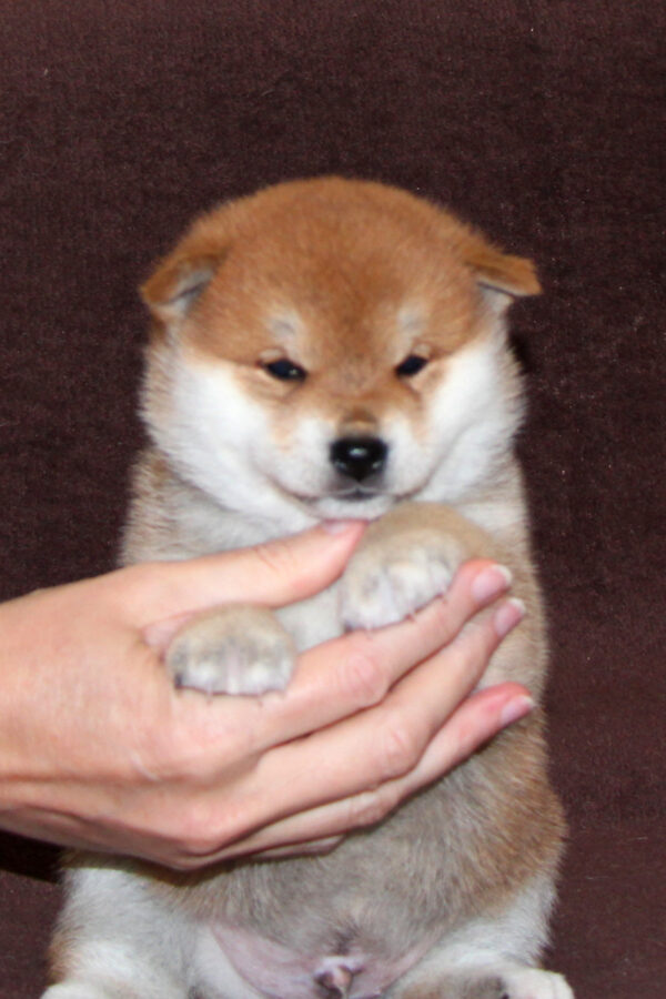 Eito Shiba Inu