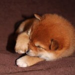 Erika-female-Shiba-puppy-for-sale-1