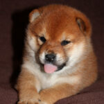 Erika-female-Shiba-puppy-for-sale-2