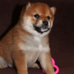 Erika-female-Shiba-puppy-for-sale-3