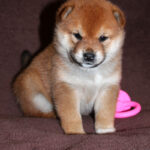 Erika-female-Shiba-puppy-for-sale-4