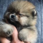 Feniks Pomeranian