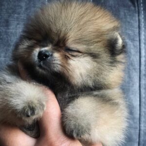 Faraon Pomeranian