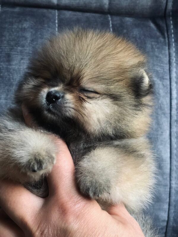 Faraon Pomeranian
