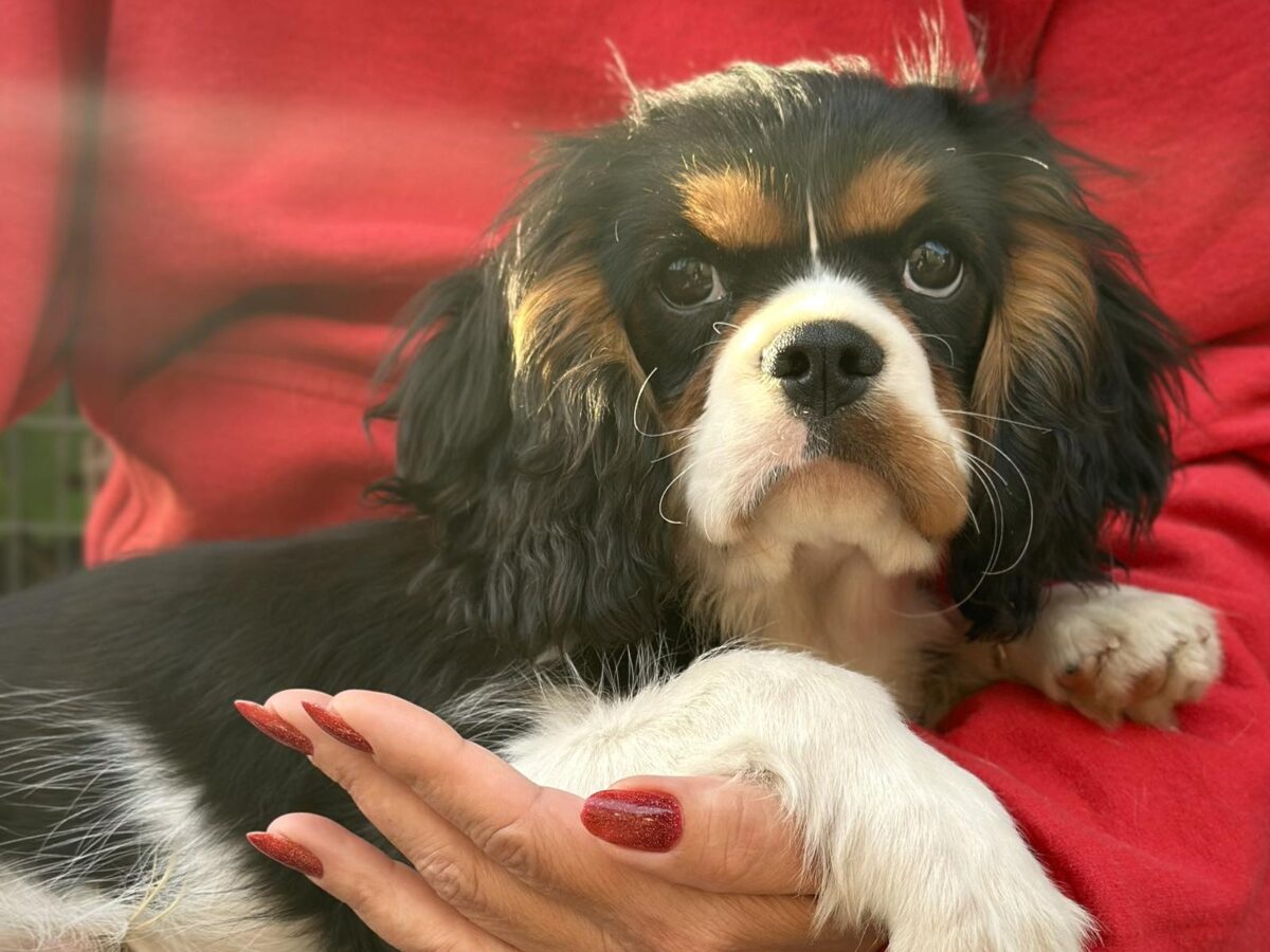 Cavalier King Charles Best Small Breed Companion Dogs Cavalier