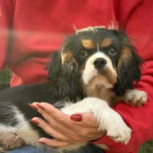 Fedor Cavalier King Charles Spaniel