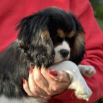 Fedor-male-Cavalier-King-Charles-Spaniel-puppy-for-sale-1 (2)