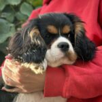 Fedor-male-Cavalier-King-Charles-Spaniel-puppy-for-sale-1 (3)