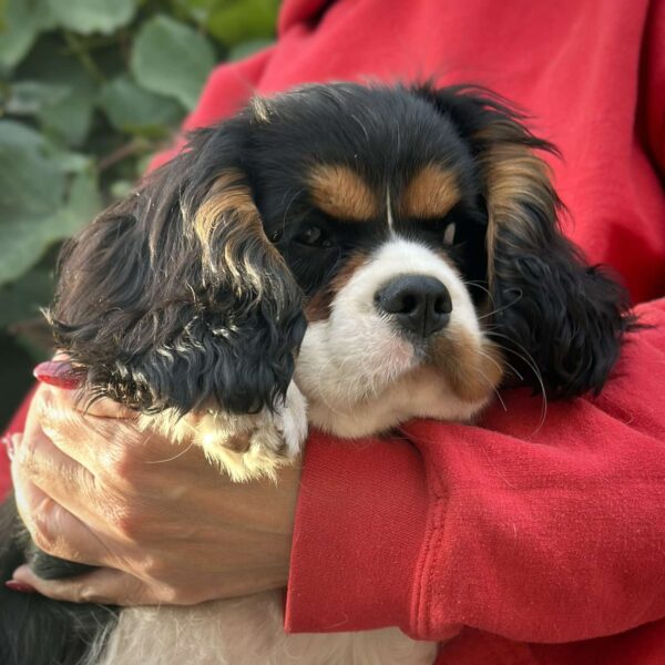 Fedor Cavalier King Charles Spaniel