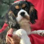 Fedor-male-Cavalier-King-Charles-Spaniel-puppy-for-sale-1 (4)