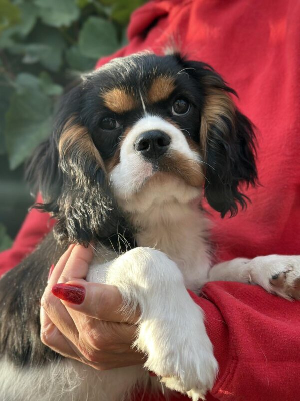 Fedor Cavalier King Charles Spaniel