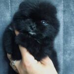 Tokio Pomeranian