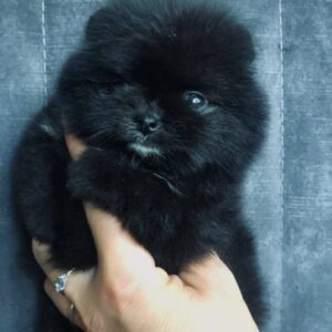 Fedor Pomeranian