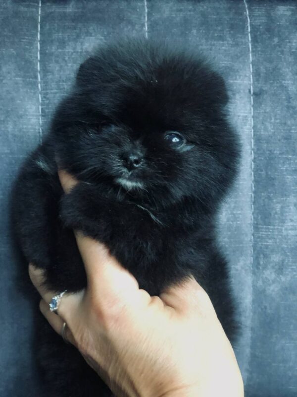 Fedor Pomeranian