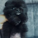 Fedor-male-pomeranian-puppy-for-sale-1 (2)