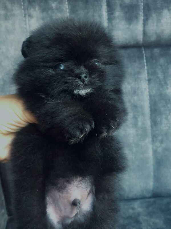 Fedor Pomeranian