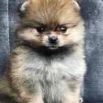 Fedor Pomeranian