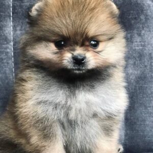 Feniks Pomeranian