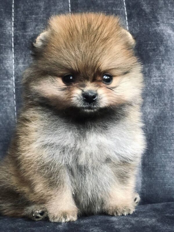 Feniks Pomeranian
