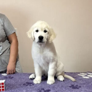 Fibi Golden Retriever