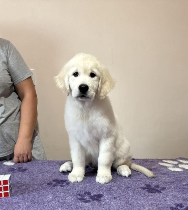 Fibi Golden Retriever
