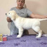 Fibi-female-Golden-Retriever-puppy-for-sale-1 (2)