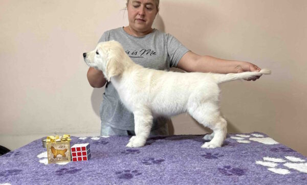 Fibi Golden Retriever