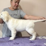 Fibi-female-Golden-Retriever-puppy-for-sale-1 (3)