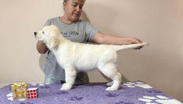 Fibi Golden Retriever