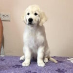 Fibi-female-Golden-Retriever-puppy-for-sale-1 (4)