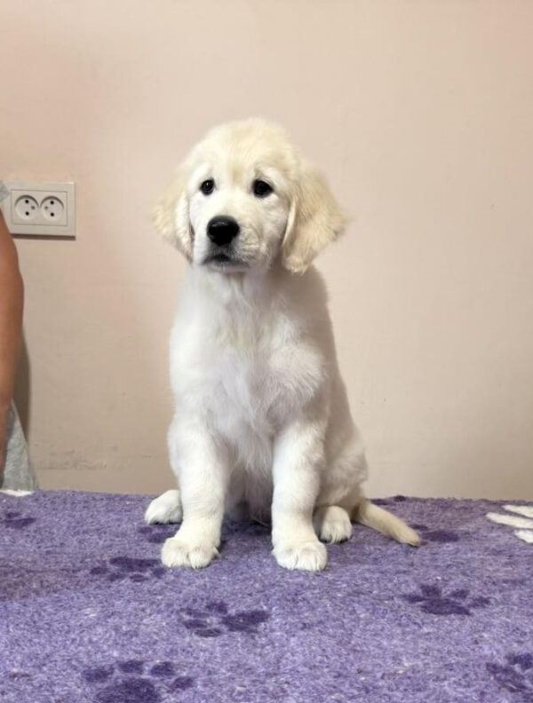 Fibi Golden Retriever