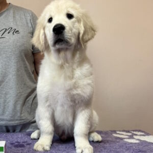 Fielder Golden Retriever