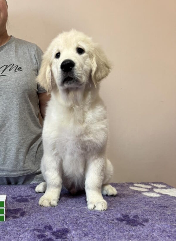 Fielder Golden Retriever
