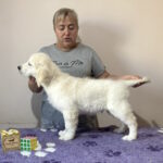 Fielder-male-Golden-Retriever-puppy-for-sale-1 (2)