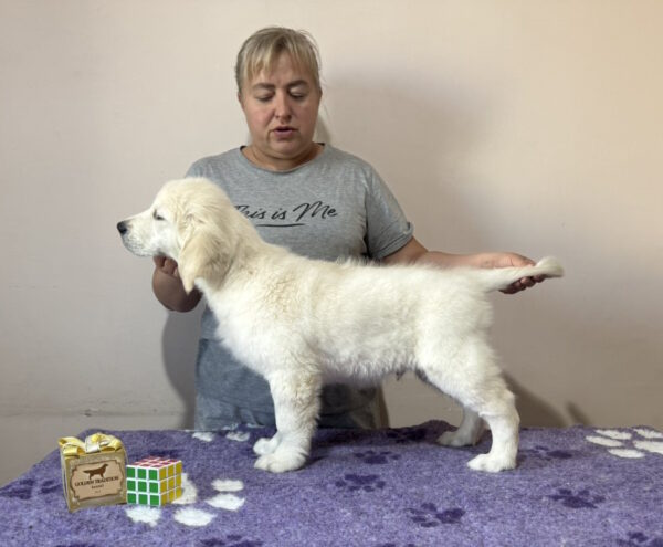 Fielder Golden Retriever