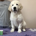 Fielder-male-Golden-Retriever-puppy-for-sale-1 (3)