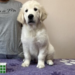 Fielder Golden Retriever